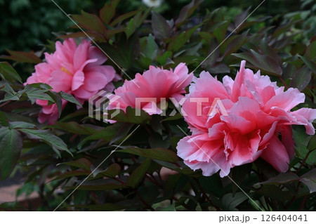 女性らしさを感じる花 126404041