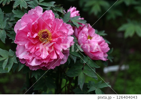 女性らしさを感じる花 126404043