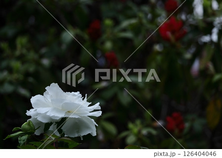 女性らしさを感じる花 126404046