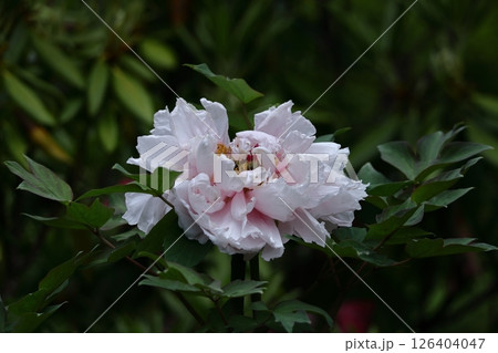 女性らしさを感じる花 126404047