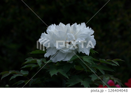 女性らしさを感じる花 女性らしさを感じる花 126404048