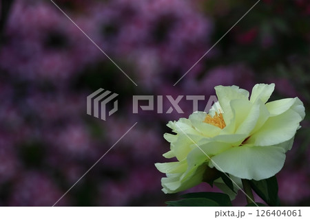 女性らしさを感じる花 女性らしさを感じる花 126404061