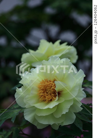 女性らしさを感じる花 126404062