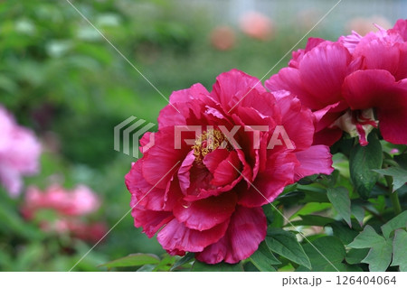 女性らしさを感じる花 女性らしさを感じる花 126404064