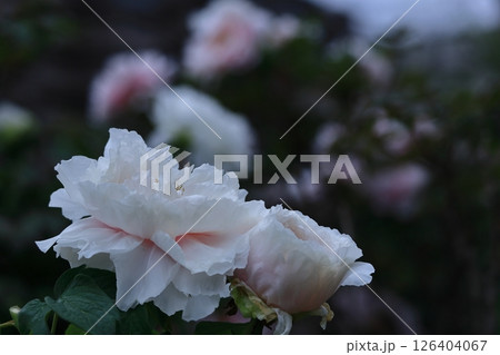 女性らしさを感じる花 126404067