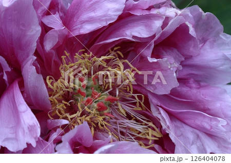 女性らしさを感じる花 女性らしさを感じる花 126404078
