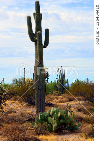 Early Winter Landscape Sonoran Desert Arizona 126404410