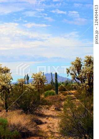 Early Winter Landscape Sonoran Desert Arizona 126404413