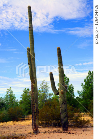 Early Winter Landscape Sonoran Desert Arizona Early Winter Landscape Sonoran Desert Arizona 126404426