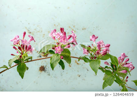 Blooming pink weigela branch with green leaves against light blue textured background. Delicate spring flowering shrub with clustered pink blossoms. Blooming pink weigela branch with green leaves against light blue textured background. Delicate spring flowering shrub with clustered pink blossoms. 126404659