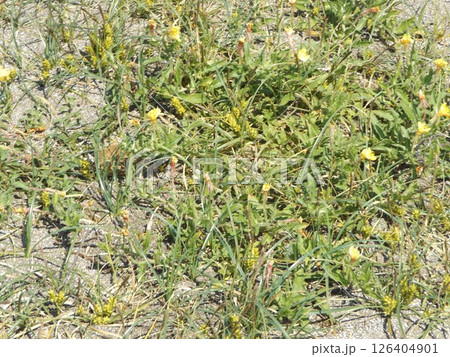 検見川浜の砂浜に育つコウボウシバの穂状の花 検見川浜の砂浜に育つコウボウシバの穂状の花 126404901