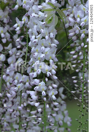 美しく垂れ下がる 126404905