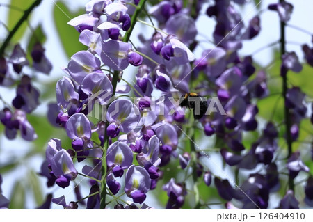 美しく垂れ下がる 126404910