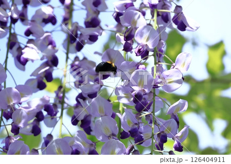 美しく垂れ下がる 美しく垂れ下がる 126404911