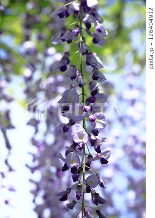 美しく垂れ下がる 美しく垂れ下がる 126404912