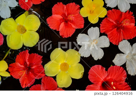 水に浮かぶ南国花の模様 水に浮かぶ南国花の模様 126404916