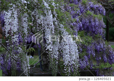 美しく垂れ下がる 126405021