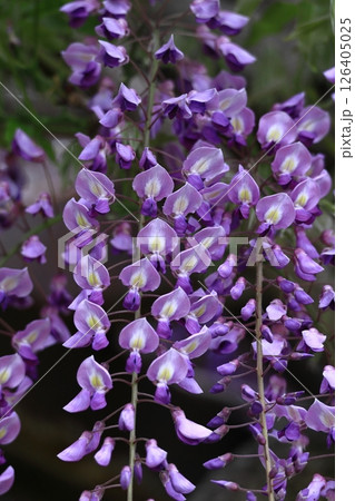 美しく垂れ下がる 126405025