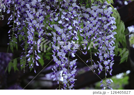 美しく垂れ下がる 美しく垂れ下がる 126405027