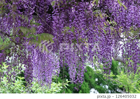 美しく垂れ下がる 美しく垂れ下がる 126405032