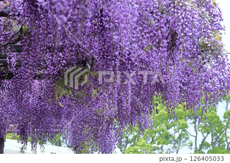 美しく垂れ下がる 126405033