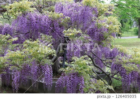 美しく垂れ下がる 126405035