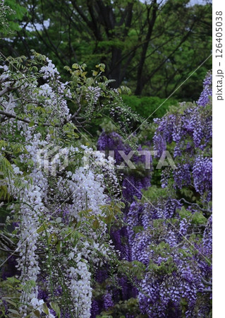 美しく垂れ下がる 美しく垂れ下がる 126405038