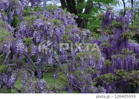 美しく垂れ下がる 126405039