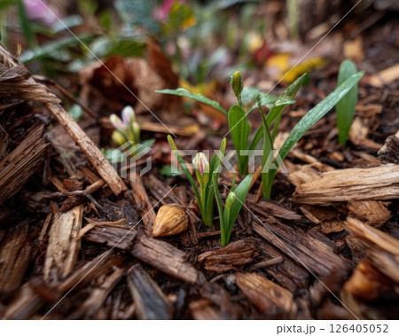 Delicate Spring Seedlings Emerging From Soil 126405052