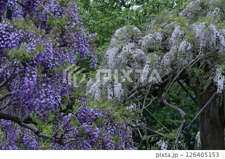 美しく垂れ下がる 美しく垂れ下がる 126405153