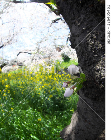 桜と菜の花と桜の蕾 126405461