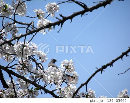 青空に映える桜で遠くを見つめるヒヨドリ 126405462