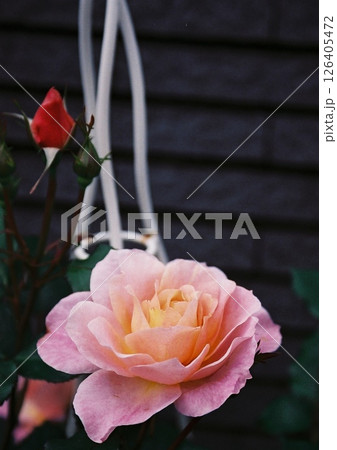 庭に咲く赤い蕾とピンク色の薔薇の花のフィルム写真 126405472