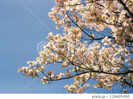 青空を背景に生き生きと咲く満開のハナミズキの花のフィルム写真 126405480