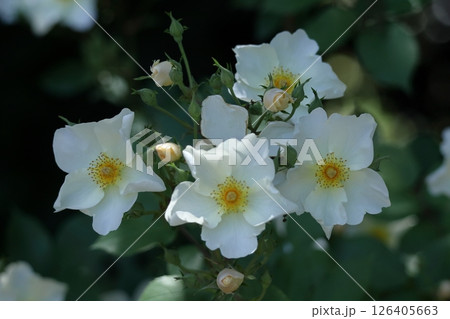 花の女王 126405663