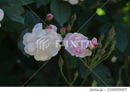 花の女王 花の女王 126405687