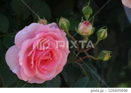 花の女王 126405696