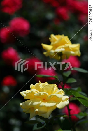 花の女王 126405698