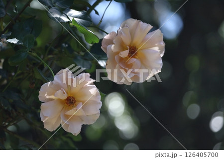 花の女王 花の女王 126405700