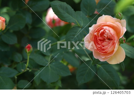 花の女王 花の女王 126405703
