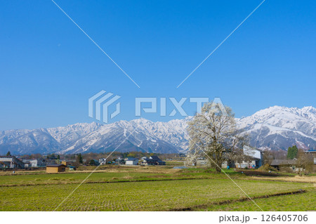 後立山連峰と満開のコブシ【北安曇郡白馬村】 後立山連峰と満開のコブシ【北安曇郡白馬村】 126405706
