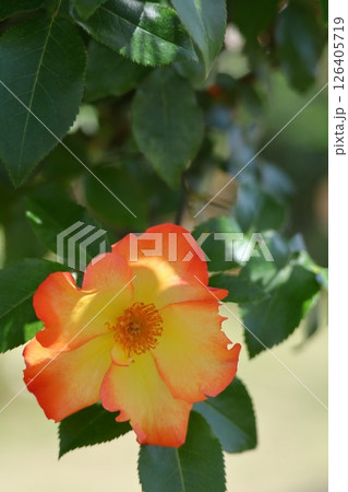 花の女王 126405719