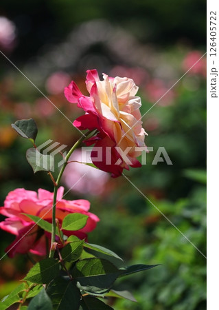 花の女王 126405722
