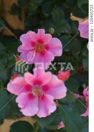 花の女王 126405723
