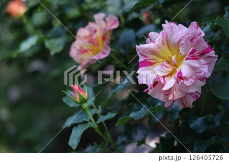 花の女王 花の女王 126405726
