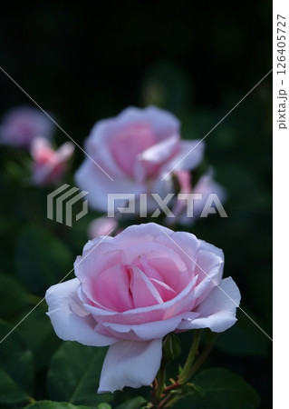 花の女王 126405727