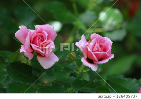 花の女王 花の女王 126405737