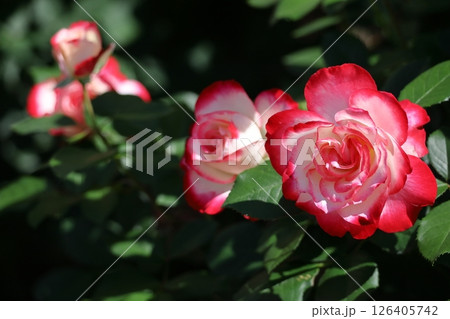 花の女王 126405742