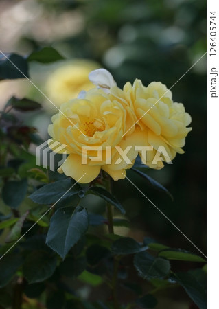 花の女王 花の女王 126405744