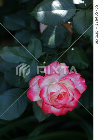 花の女王 花の女王 126405755